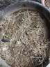 心頭肉 郁金香種球 大球根 盆栽室內花卉種子觀(guān)花郁金香花球 布蘭達火焰 曬單實(shí)拍圖