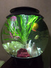 biOrb英國水族名品30L進(jìn)口圓形亞克力生態(tài)魚(yú)缸水族箱智能遙控可多彩變 MCR燈缸體+圖片造景4 曬單實(shí)拍圖