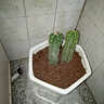 量天尺仙人棒仙人柱仙人掌無(wú)刺天輪柱室內盆栽植物抗 仙人柱20左右單顆高度 不含盆 曬單實(shí)拍圖