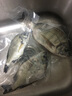 蟹愛(ài) 冰鮮東海海捕新鮮海鯽魚(yú)海魚(yú)黃翅魚(yú) 1000g  2-8條 袋裝 曬單實(shí)拍圖