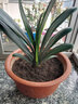 君子蘭苗室內綠植花卉高檔植物室內盆景蘭花盆栽君子蘭盆栽君子蘭大小苗蘭花苗 紅色 11到14片葉子 曬單實(shí)拍圖
