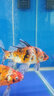 佳璐 魚(yú)缸過(guò)濾材料陶瓷環(huán)玻璃環(huán)細菌屋過(guò)濾器濾材麥飯石呼吸環(huán) 紅色呼吸環(huán)1000克（含水質(zhì)安定膠囊2粒） 曬單實(shí)拍圖