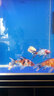 佳璐 魚(yú)缸過(guò)濾材料陶瓷環(huán)玻璃環(huán)細菌屋過(guò)濾器濾材麥飯石呼吸環(huán) 紅色呼吸環(huán)1000克（含水質(zhì)安定膠囊2粒） 曬單實(shí)拍圖