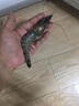 三座海 大蝦 1kg15只 煙臺黑虎蝦 斑節蝦 海蝦 老虎蝦 海鮮禮盒 年貨 曬單實(shí)拍圖