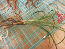 劉閣蘭花春蘭花苗荷瑞冬帶濃香花苞出售好養高雅室內綠植花卉盆栽 3苗連體裸根 曬單實(shí)拍圖
