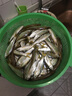 化氏 化氏魚(yú)餌料 紅鯪翹 黑坑野釣垂釣翹嘴魚(yú)釣餌 200g 曬單實(shí)拍圖