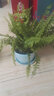 沃繡 常青綠植盆栽盆景 新房裝修辦公家居展覽擺放陽(yáng)臺庭院懸掛吊蘭植物 波斯頓蕨1束 不含盆 曬單實(shí)拍圖