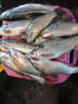 槐漁 6分1指1.5指 餐魚(yú)網(wǎng) 小套三層網(wǎng) 柔絲網(wǎng) 刀魚(yú)網(wǎng) 白條網(wǎng) 粘小魚(yú)網(wǎng) 1.5指2米50米三層白絲（餐魚(yú)網(wǎng)） 曬單實(shí)拍圖