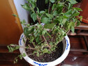 御春閣 盆栽花卉黃色扶桑苗紅色扶?；?大花重瓣朱槿牡丹芙蓉花帶土球 扶?；S色 4年苗帶土球 曬單實(shí)拍圖