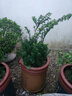 亞招 紅豆杉盆景  紅豆杉樹(shù)苗 正宗曼地亞紅豆杉帶果發(fā)貨 庭院/客廳擺放植物 曼地亞十五年盆景苗 曬單實(shí)拍圖