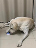 柒哦狗狗按鈕說話玩具寵物交流按鍵發(fā)聲按鈴玩具錄音小狗訓練對話按鈕 錄音款-藍色 曬單實拍圖