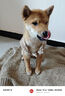曇蓓漫貓咪狗狗寵物衣服小型幼貓犬加厚加絨保暖衣服冬季寵物保暖衣服飾 可愛(ài)小熊絨絨衣、棕色 S （建議體重3-5斤） 曬單實(shí)拍圖