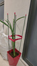 超香型 蘭花 藍寶石 室內(nèi)盆栽花卉綠植 基地直銷 藍寶石  1苗價格 曬單實拍圖