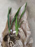 超香型 蘭花 藍寶石 室內(nèi)盆栽花卉綠植 基地直銷 藍寶石  1苗價格 曬單實拍圖