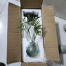 佰花錦水培植物室內花卉綠植盆栽辦公室四季常青好養活桌面盆景懶人首選 水培小玻璃瓶+文竹+圓形底座 整體高度約10-20cm/不同植物高度不同 曬單實(shí)拍圖