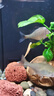 金苔鼠觀(guān)賞魚(yú)清道夫小型熱帶斑馬魚(yú)除藻工具淡水清潔糞便孔雀魚(yú) 【清潔神器】4-6cm 金苔鼠2條 曬單實(shí)拍圖