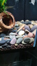 金苔鼠觀(guān)賞魚(yú)清道夫小型熱帶斑馬魚(yú)除藻工具淡水清潔糞便孔雀魚(yú) 【清潔神器】4-6cm 金苔鼠2條 曬單實(shí)拍圖