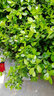 花無(wú)涯小葉瓜子黃楊庭院綠化苗木 樹(shù)苗 庭院綠化植物 綠籬樹(shù)種 高41-50厘米 曬單實(shí)拍圖