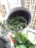 納格蘭仙人多肉植物 綠植盆栽  桌面綠植 迷你植物辦公室室內盆栽 珍珠吊蘭 曬單實(shí)拍圖