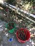 百芳緣三角梅樹(shù)苗花卉四季開(kāi)花重瓣綠化攀緣植物盆景精品盆栽地栽葉子花 三色定巾 3年 苗 曬單實(shí)拍圖