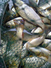 阿盧鯽魚(yú)小藥 瓶裝釣魚(yú)黑坑野釣水庫(kù)打窩餌料魚(yú)餌添加劑小藥套餐漁具 一：金牌鯽魚(yú)酒+千里香+乳香鯽 曬單實(shí)拍圖