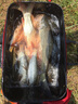 海迪 100米進(jìn)口釣魚(yú)火線 單股大力馬PE線 50米 1.5號(hào) 曬單實(shí)拍圖