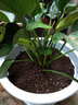 大金鉆大葉紅鉆寶石 大盆栽 美觀(guān)好養綠植盆栽室內大型花卉 金鉆60左右一盆四棵 不含盆 曬單實(shí)拍圖