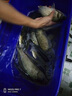 阿盧長(cháng)弓4號黑坑野釣鯉魚(yú)竿鯽魚(yú)竿綜合臺釣竿碳素手桿回魚(yú)手竿漁具 3.9m 長(cháng)弓4號十三尺 曬單實(shí)拍圖