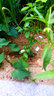 薔薇花苗盆栽庭院陽(yáng)臺爬藤植物薔薇花苗帶營(yíng)養杯帶原土發(fā) 梅肯薔薇 三年苗 曬單實(shí)拍圖