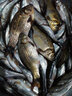 美之靈 10付裝子線雙鉤伊勢尼魚鉤套裝精綁成品魚鉤綁好的伊豆金袖子線 金海夕有刺5#子線1.0 曬單實拍圖