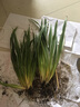 嘆為觀(guān)止室內陽(yáng)臺綠植盆栽水培植物辦公室桌面小盆景 金邊吊蘭(冬瓜玻璃瓶) 帶盆栽好 曬單實(shí)拍圖