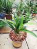 劉閣蘭花建蘭四季蘭花苗矮種金荷夏帶濃香花苞出售室內外桌面綠植花卉盆栽 此項桃姬，一顆4苗連體 曬單實(shí)拍圖