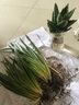 嘆為觀(guān)止室內陽(yáng)臺綠植盆栽水培植物辦公室桌面小盆景 金邊吊蘭(冬瓜玻璃瓶) 帶盆栽好 曬單實(shí)拍圖