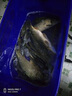 阿盧長(cháng)弓4號黑坑野釣鯉魚(yú)竿鯽魚(yú)竿綜合臺釣竿碳素手桿回魚(yú)手竿漁具 3.9m 長(cháng)弓4號十三尺 曬單實(shí)拍圖