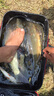 海迪 100米進(jìn)口釣魚(yú)火線 單股大力馬PE線 50米 1.5號(hào) 曬單實(shí)拍圖