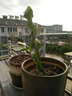 金枝景曇花苗室內(nèi)陽(yáng)臺(tái)庭院植物綠色盆栽盆景花卉曇花一現(xiàn)適合新手養(yǎng)殖 金燦3年苗【當(dāng)年開(kāi)花20-30厘米高】 不含盆 曬單實(shí)拍圖