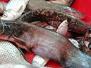 喜釣樂(lè )路亞鉗子控魚(yú)器多功能帶稱(chēng)不銹鋼稱(chēng)重釣魚(yú)鉗剪線(xiàn)鉗魚(yú)嘴鉗夾魚(yú)器抓魚(yú)器 槍柄控魚(yú)器 曬單實(shí)拍圖