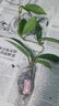 新苗特價(jià)球蘭盆栽球蘭花苗小苗 球形花卉 球蘭花室內爬藤花卉盆栽 5號空中之城 不含盆 曬單實(shí)拍圖