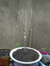 姜南丁香花苗 庭院盆栽 可開花植物 丁香花樹苗 濃香花卉 香飄十里 主圖款紫丁香 3公分粗 曬單實拍圖