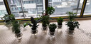 水培盆栽  紅掌金鉆室內(nèi)陽臺 水培綠植辦公桌觀葉花卉盆景水培植物 金魚吊蘭(花邊圓球) 含盆 曬單實(shí)拍圖