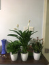 綠韻花田【兩小時(shí)達】吊蘭文竹綠蘿盆栽綠植辦公室凈化空花卉開(kāi)業(yè)喬遷送禮 如意皇后（瓷盆隨機） 曬單實(shí)拍圖