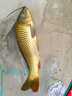 達摩 臺釣尼龍線(xiàn)禪定50米主線(xiàn)子線(xiàn)釣魚(yú)線(xiàn) 子線(xiàn)0.6號 曬單實(shí)拍圖