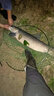 狼王魚(yú)竿碳素超硬調釣魚(yú)竿魚(yú)桿海竿海桿遠投竿甩竿海釣竿漁具套裝搏客 搏客海竿3.6米單竿無(wú)贈品 曬單實(shí)拍圖