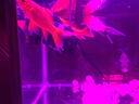 松寶松寶 魚(yú)缸造浪泵 水族箱沖浪泵 魚(yú)缸增氧泵 水族用品 WP300M配80-100cm魚(yú)缸10W 曬單實(shí)拍圖