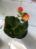家中有果室內花卉綠植玫瑰海棠盆栽麗格海棠花苗重瓣四季開(kāi)花 黃心紅邊【帶花】 含盆 曬單實(shí)拍圖