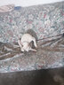無(wú)縫焊接不銹鋼P(yáng)鏈項(xiàng)圈狗狗脖套小型中型大型犬防咬狗鏈子德牧馬犬金毛杜賓羅威納項(xiàng)鏈訓(xùn)狗訓(xùn)練用品 三環(huán)5.0mm*80cm加粗大型 不銹鋼蛇型P項(xiàng)圈+不銹鋼扣 曬單實(shí)拍圖