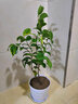 御春閣茶花苗四季香妃茶花盆栽帶花苞濃香型庭院室內好養植物樹(shù)苗花卉 南海紅茶花 4年苗【當年開(kāi)花】 曬單實(shí)拍圖