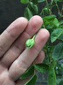 唯友 歐月花苗 灌木月季盆栽綠植 切花室外庭院 歐月花卉陽(yáng)臺綠植盆栽花苗 多頭開(kāi)花 躲躲藏藏灌木 不含盆 曬單實(shí)拍圖