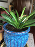 艾瑩君子蘭花苗 盆栽花卉辦公室內(nèi)綠植當(dāng)年開花青葉蘭苗精品 紅垂笑君子蘭6片葉 曬單實(shí)拍圖