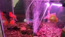 SOBO松寶魚(yú)缸潛水燈水族燈遙控變色LED燈魚(yú)缸燈水族箱潛水照明防水燈 單排480AN(44CM)多變色遙控?zé)?曬單實(shí)拍圖